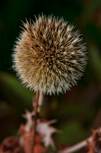 Echinops