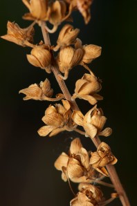 Salvia