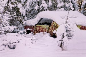 resting under the snow