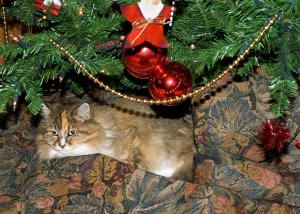 Xmas Cat