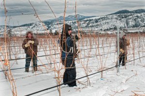 Vineyard pruning