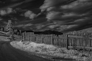 Tree & fence infrared