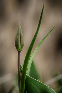 Tulip 1