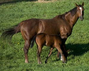 Horses in field