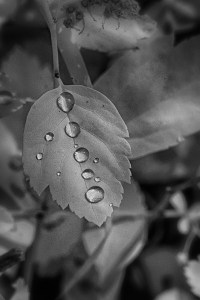 Crab apple tree after the rain
