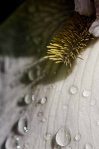 Close up of an Iris on a rainy day
