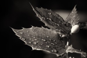 Mahonia in black and white