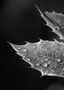 Oregon grape on a rainy day