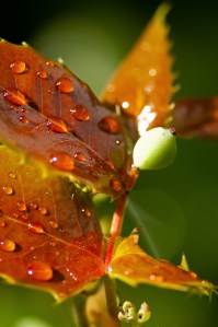 Red Mahonia/ Oregon grape