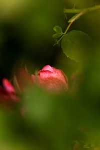 Rose bloom