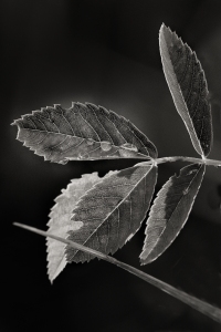 Wet leaves in black and white