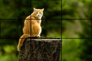 Cat & Rule of Thirds