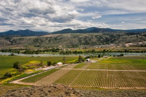 Harper Trail vinyard