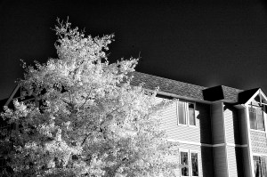 Infrared tree