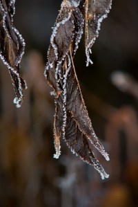 Frosty leaves