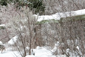 Hoarfrost and snowy fence