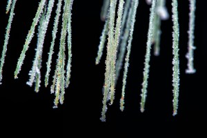 Winter pineneedles