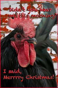 xmas chicken 1
