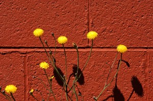 Still life in Red & Yellow