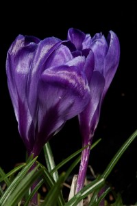Spring Crocus