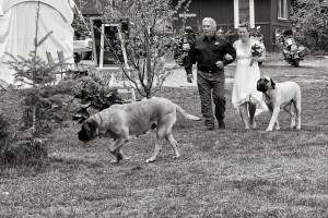 Bride and dogs