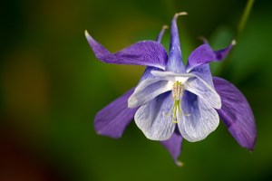 Columbine bloom