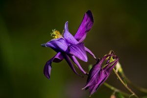 Columbine
