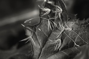 Dandelions seeds & Oregon grape