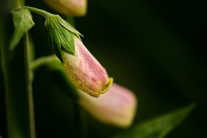 Foxglove