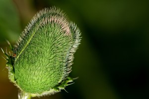 Poppy bud