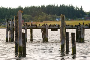 Cormorants