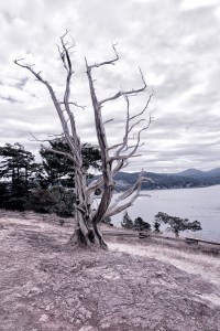 Tree at Washington park