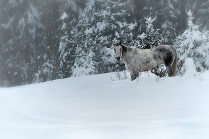 Horse in Snow 2