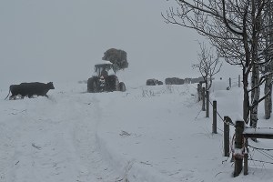 Moving cows in fog 2