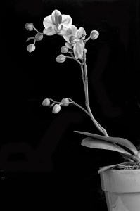 Orchid-2