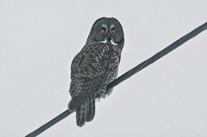 Owl on wire 2