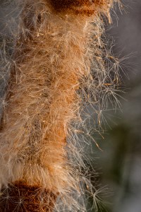 Winter blown bullrush