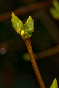 Spring bud