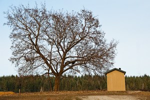 Winter tree in spring