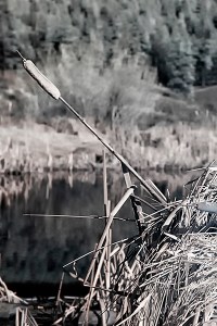 Pond Cattail