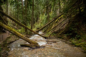 Fallen Cedars by John