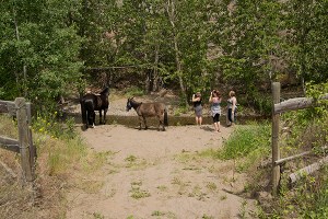 Horses at the creek
