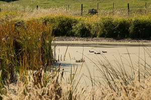 Ducks Falis Pond 2015