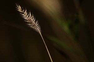 grass 3