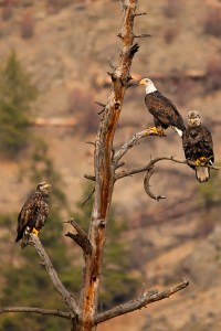 Eagle of all atitudes