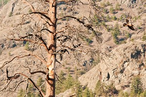 Fly, there's a photographer