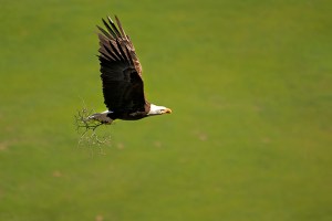 BaldEagle