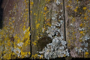 Lichen