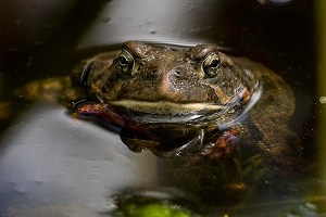 Toad in Pond