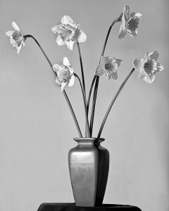 Daffodil BW